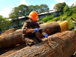 Fakta Unik Tentang Kayu Oak yang Bernilai Ekonomis Fantastis