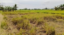 Miris!!! Agen Padi Beli Gabah Petani di Langkat Tak Sesuai Impres