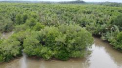 Dibiayai Pengusaha Asing, Warga Halaban Tolak Alih Fungsi Kawasan Mangrove