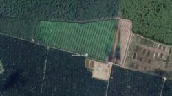 Garap Hutan Lindung, Oknum Kapolsek di Langkat ‘Buang Badan’