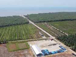 Salut!!! Oknum Kapolsek di Langkat Sulap Hutan Lindung Jadi Kebun Sawit